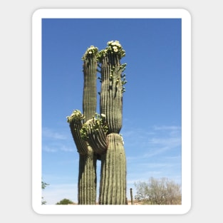 Cacti couple Sticker